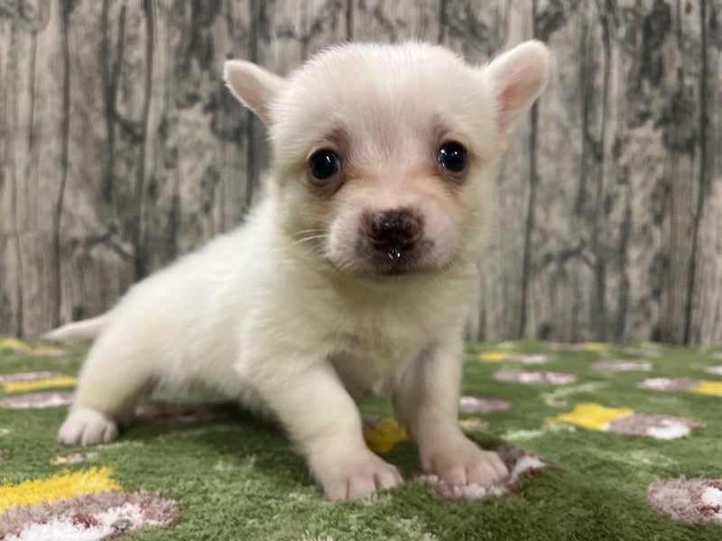 埼玉県のハーフ犬・ミックス犬 (かねだいアクアパーク店/2024年9月23日生まれ/男の子/ホワイト)の子犬