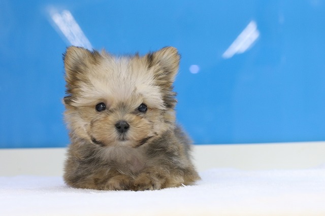 埼玉県の犬ハーフ (かねだい草加店/2024年9月22日生まれ/男の子/ゴールデン)の子犬