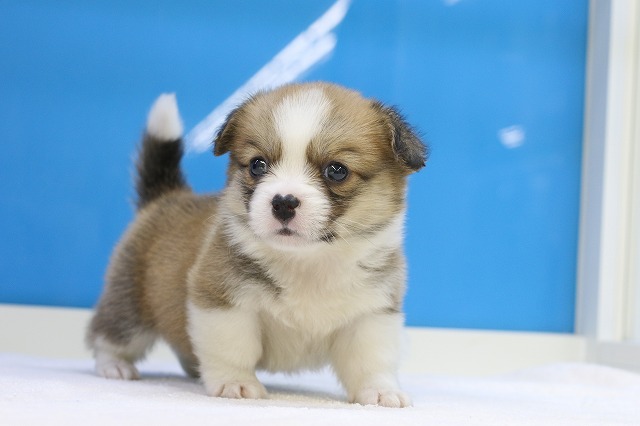 埼玉県の犬ハーフ (かねだい草加店/2024年9月23日生まれ/男の子/セーブルホワイト)の子犬