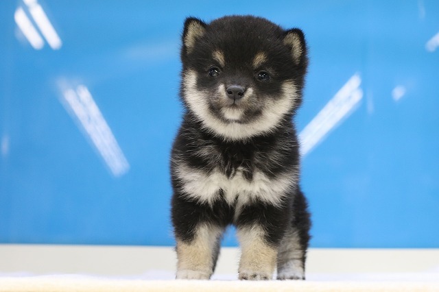 埼玉県の豆柴 (かねだい草加店/2024年9月15日生まれ/女の子/黒)の子犬