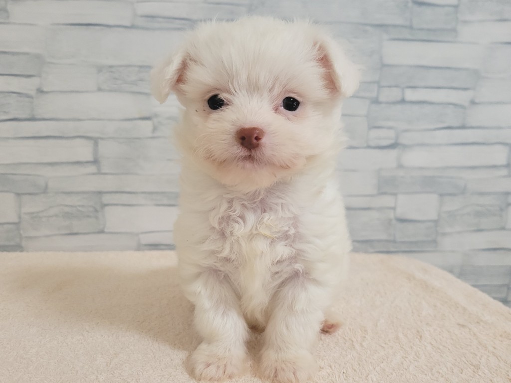 神奈川県のハーフ犬・ミックス犬 (かねだいペットトライアル相模原店/2024年9月22日生まれ/男の子/クリーム)の子犬