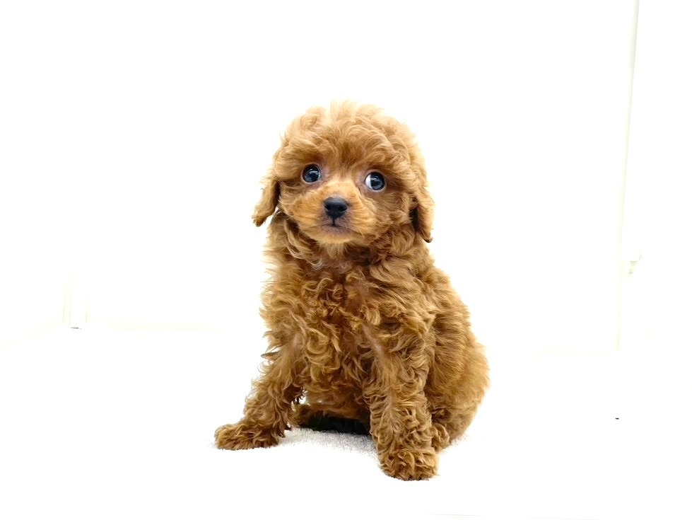 価格の安いトイプードル♂ / ペットショップ【かねだい】