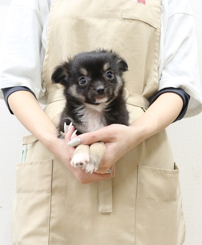 黒ねこ様リクエスト チワワ 愛知県のチワワ（ロング） ブラック、クリーム＆ホワイト 女の子のご