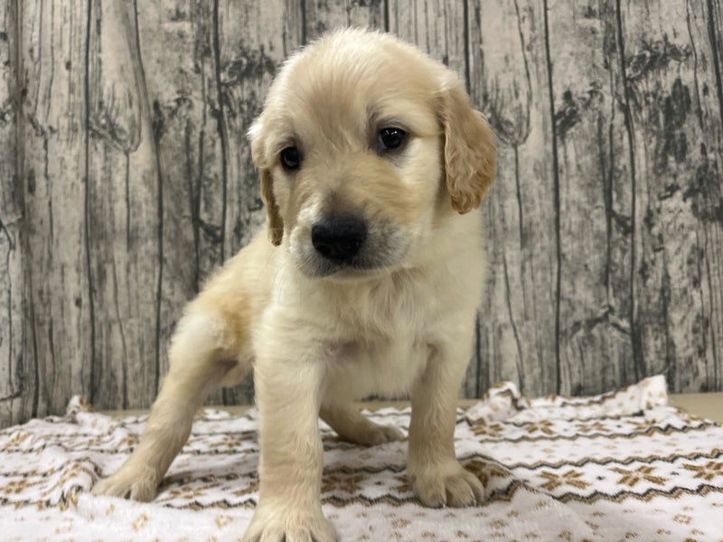 埼玉県のハーフ犬・ミックス犬 (かねだいアクアパーク店/2024年9月28日生まれ/男の子/クリーム)の子犬