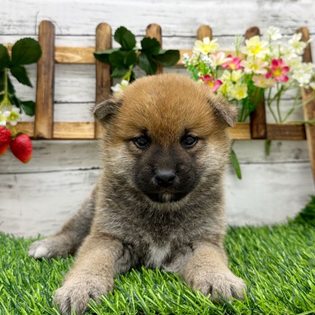 埼玉県の柴犬(標準サイズ) (かねだい所沢店/2024年9月29日生まれ/男の子/赤)の子犬