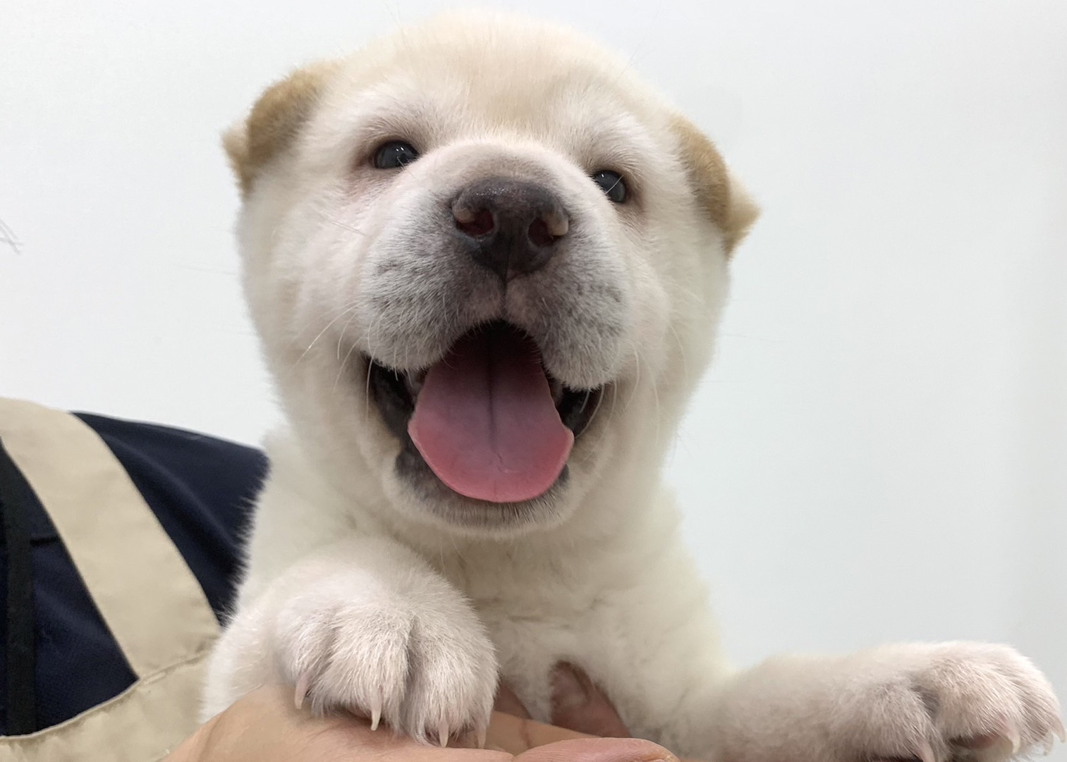 千葉県のハーフ犬・ミックス犬 (かねだい千葉店/2024年9月20日生まれ/男の子/クリーム)の子犬