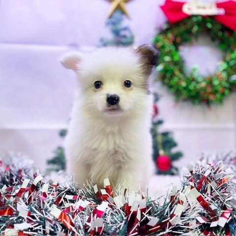 千葉県のハーフ犬・ミックス犬 (かねだい四街道店/2024年9月15日生まれ/男の子/その他色)の子犬