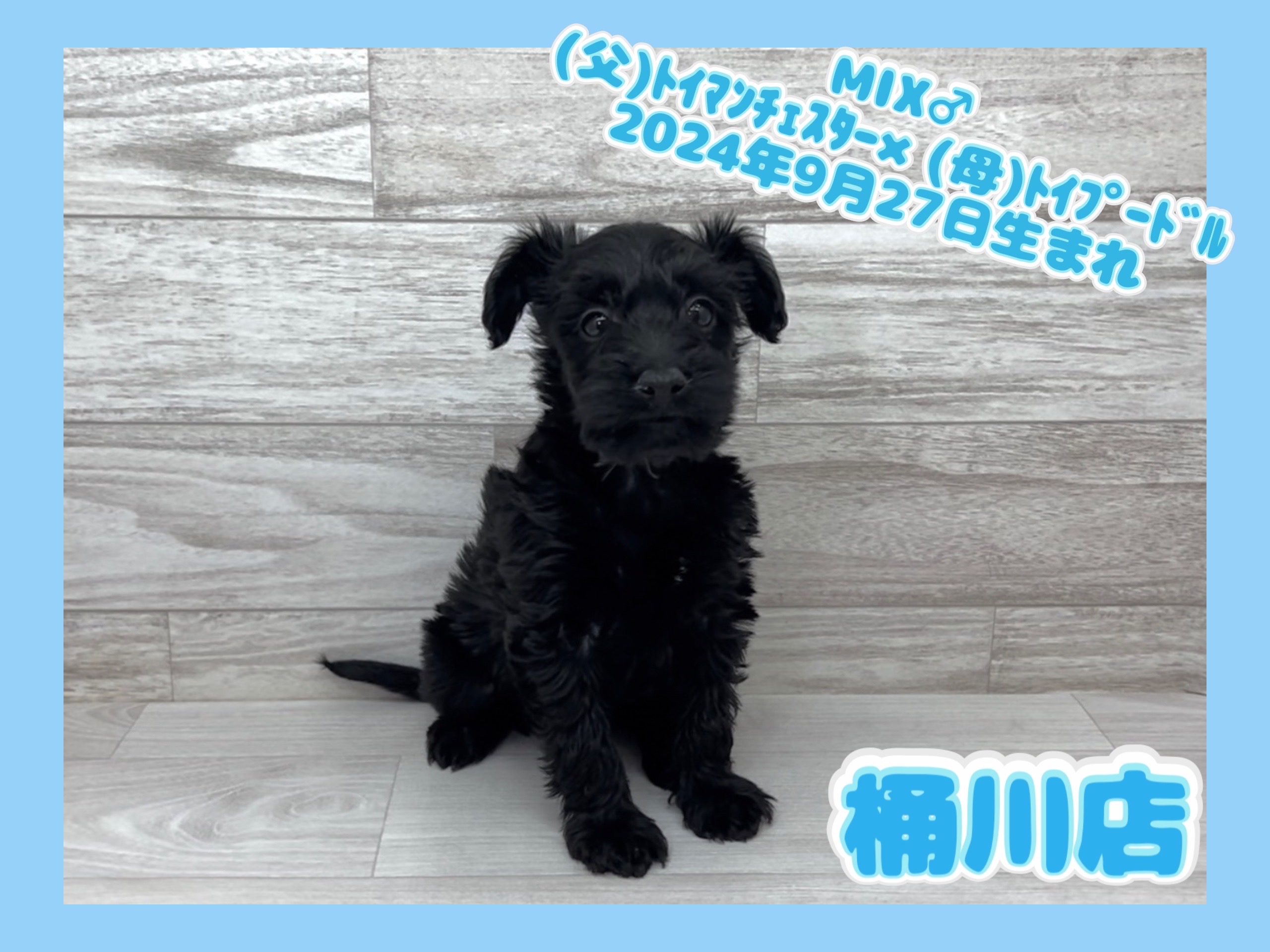 埼玉県のハーフ犬・ミックス犬 (かねだい桶川店/2024年9月27日生まれ/男の子/その他色)の子犬