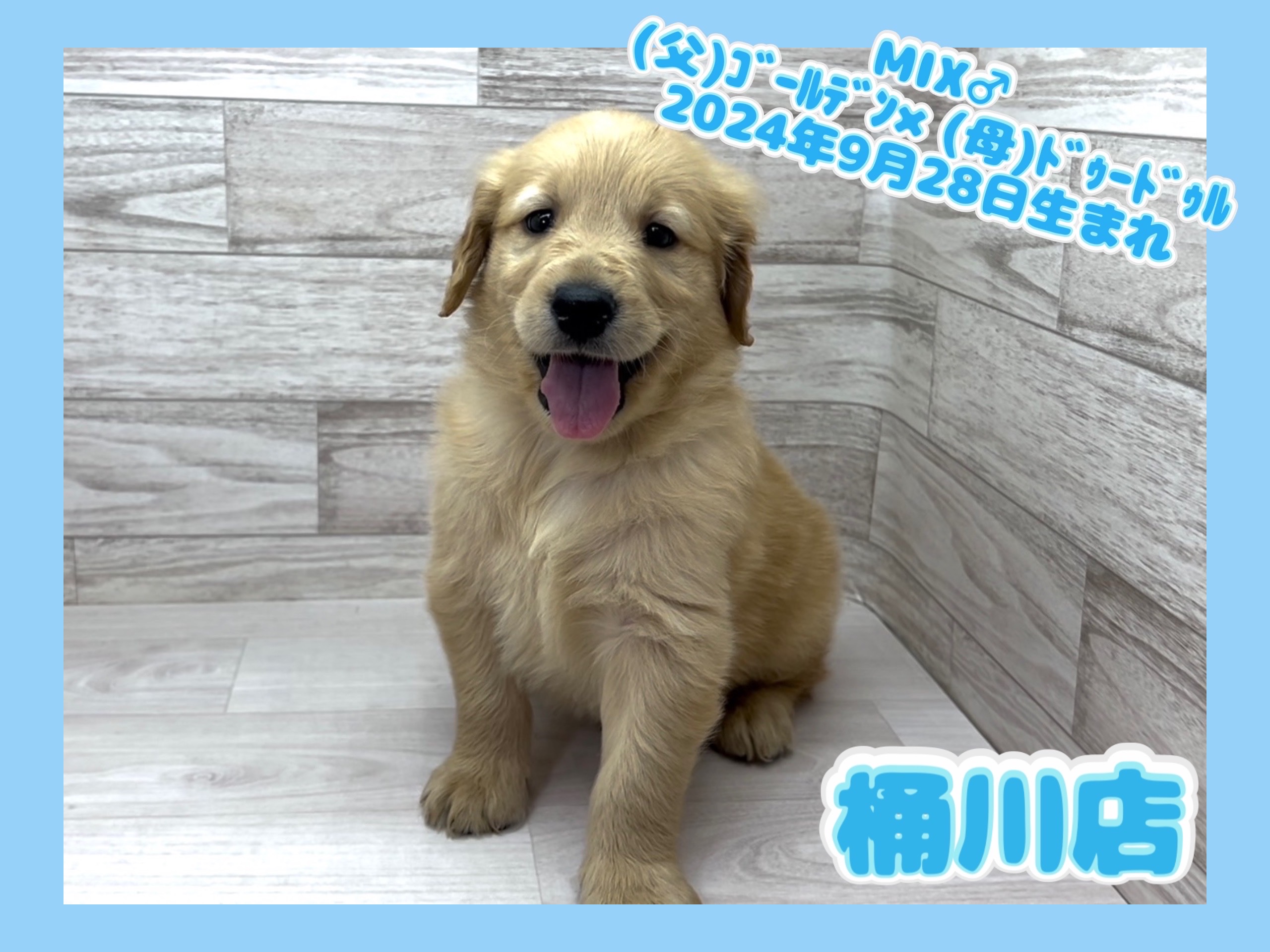 埼玉県のハーフ犬・ミックス犬 (かねだい桶川店/2024年9月28日生まれ/男の子/その他色)の子犬