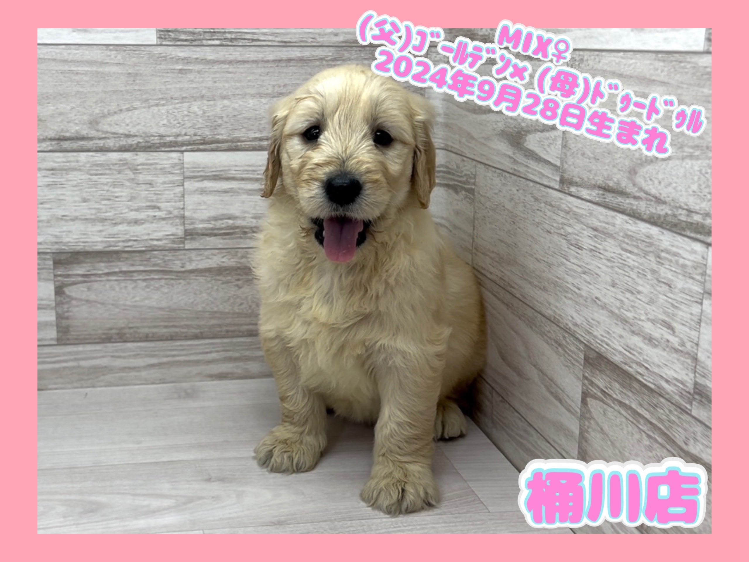 埼玉県のハーフ犬・ミックス犬 (かねだい桶川店/2024年9月28日生まれ/女の子/その他色)の子犬