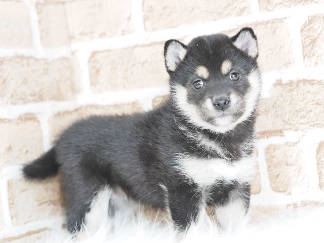 埼玉県の黒柴犬 (かねだい戸田店/2024年9月26日生まれ/女の子/黒)の子犬