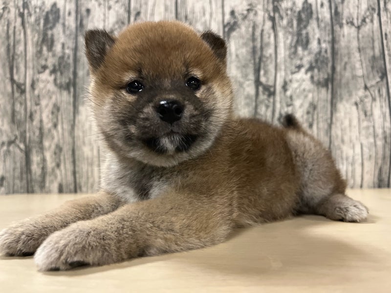 埼玉県の柴犬(標準サイズ) (かねだいアクアパーク店/2024年9月26日生まれ/男の子/赤)の子犬