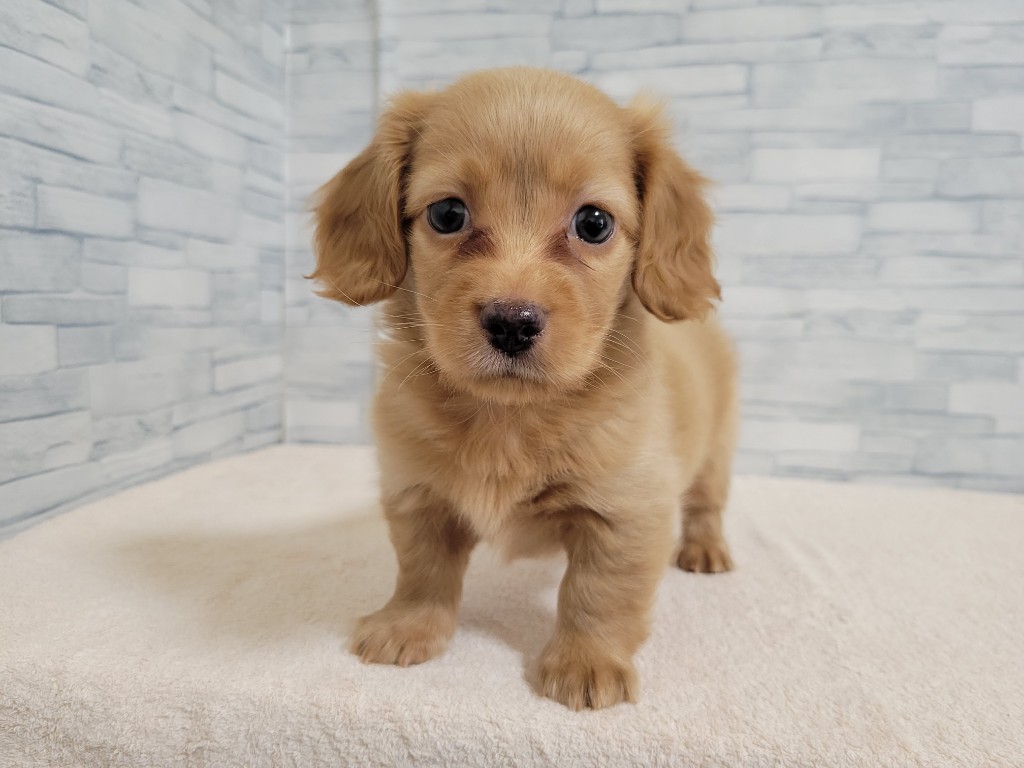 神奈川県のハーフ犬・ミックス犬 (かねだいペットトライアル相模原店/2024年9月25日生まれ/男の子/レッド)の子犬