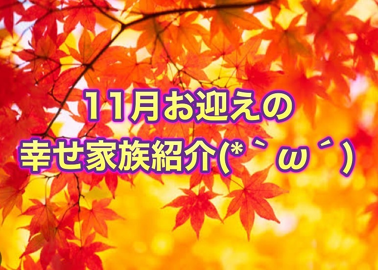 価格の安い11月幸せゲット☆お客様紹介♪沢山のお迎えありがとうございました(○´ω｀○) Instagram始めました見てね♪ / 株式会社かねだい