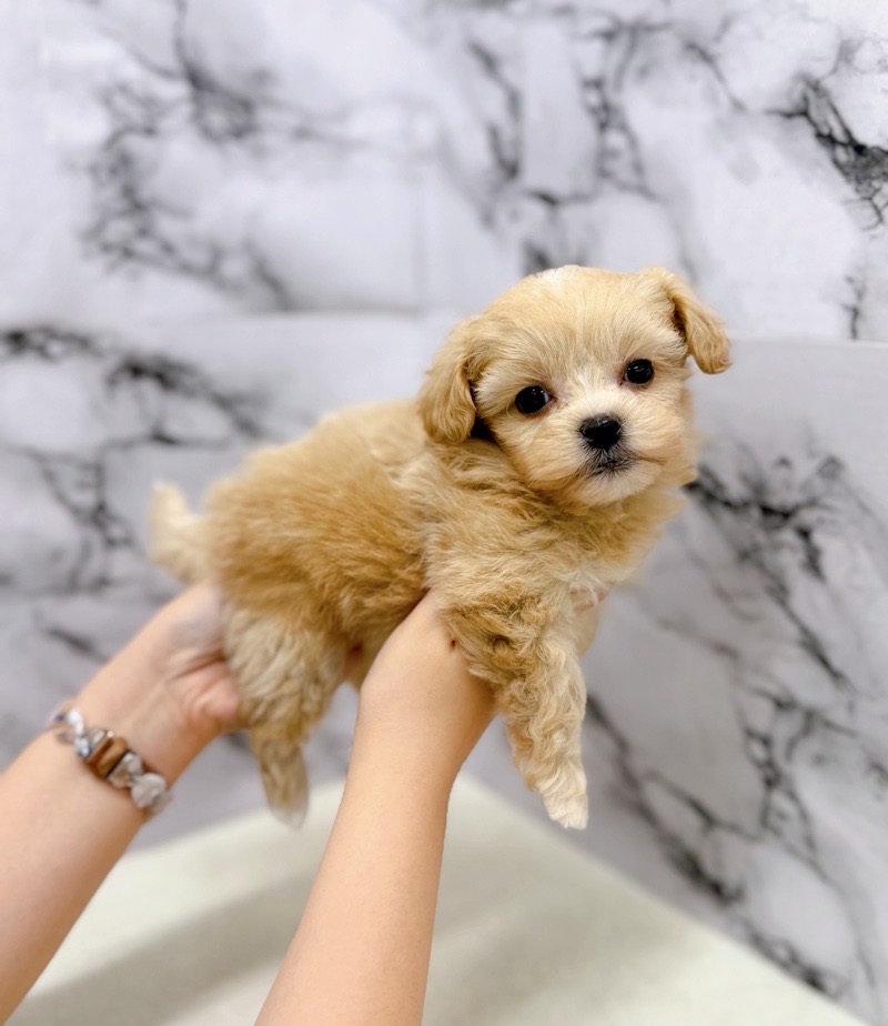 価格の安い◾️犬MIX【父：ペキニーズ（5.0kg）×母：トイプードル（3.0