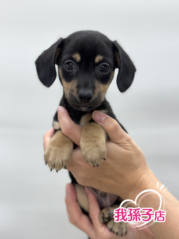 千葉県のハーフ犬・ミックス犬 (かねだい我孫子店/2024年9月28日生まれ/男の子/その他色)の子犬