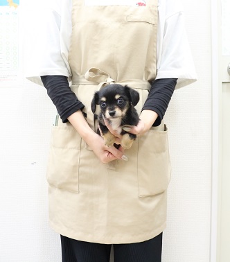 いぬいぬ様 価格の安いMIX犬♀（父：チワワ×母：M・ダックス）（ブラック&タン