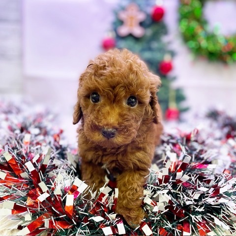 千葉県のトイプードル(トイ) (かねだい四街道店/2024年10月5日生まれ/男の子/レッド)の子犬