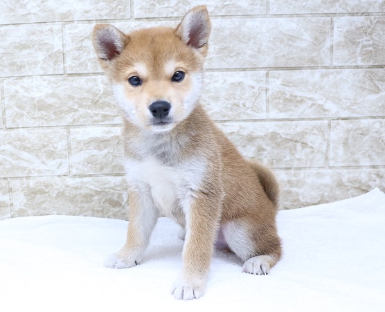 神奈川県の柴犬(標準サイズ) (かねだい伊勢原店/2024年9月23日生まれ/男の子/赤)の子犬