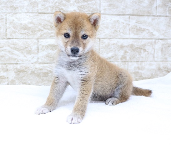 神奈川県の豆柴 (かねだい伊勢原店/2024年10月5日生まれ/男の子/赤)の子犬