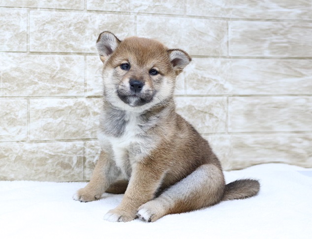 神奈川県の柴犬(標準サイズ) (かねだい伊勢原店/2024年10月5日生まれ/女の子/赤)の子犬