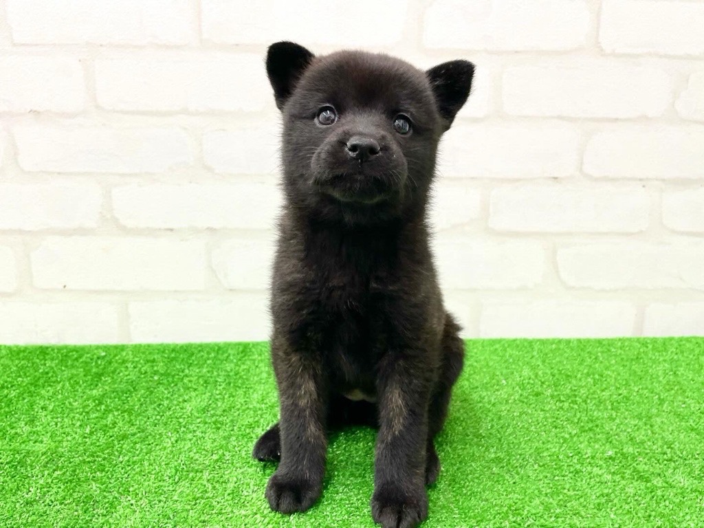 東京都の甲斐犬 (かねだい立川店/2024年10月5日生まれ/女の子/黒虎)の子犬