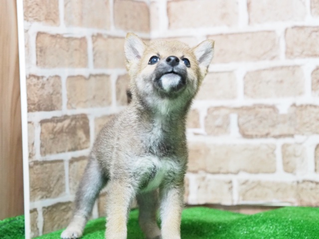 埼玉県の豆柴 (かねだい戸田店/2024年9月8日生まれ/男の子/赤)の子犬