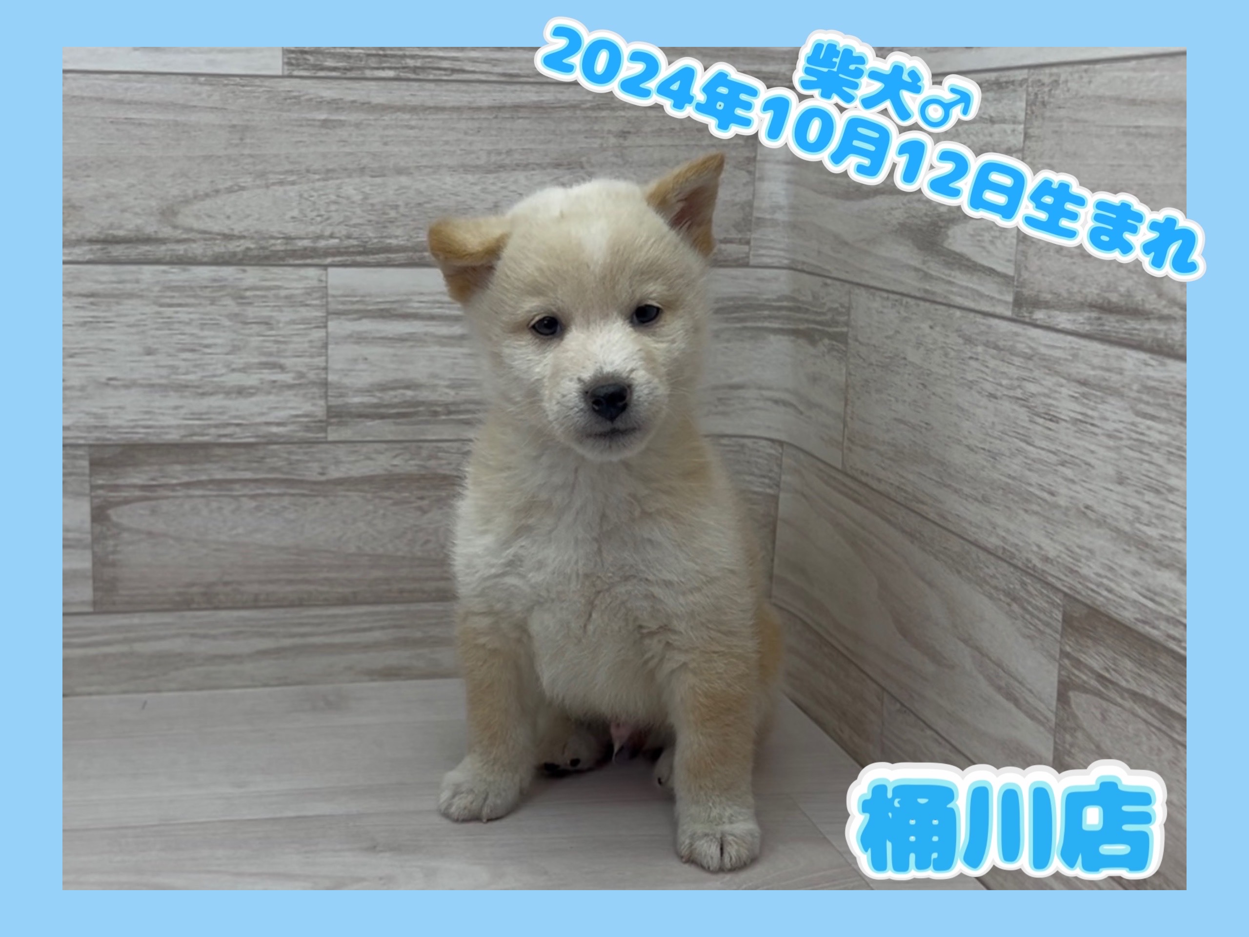 埼玉県の柴犬(標準サイズ) (かねだい桶川店/2024年10月12日生まれ/男の子/白)の子犬