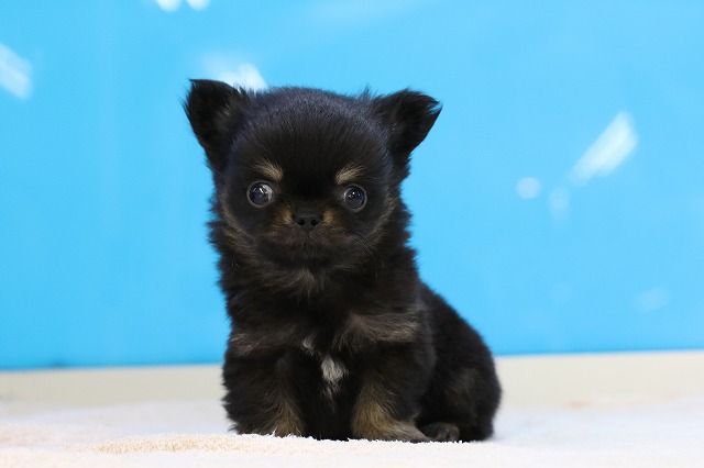 埼玉県のチワワ(ロング) (かねだい草加店/2024年10月15日生まれ/男の子/ブラックタン)の子犬