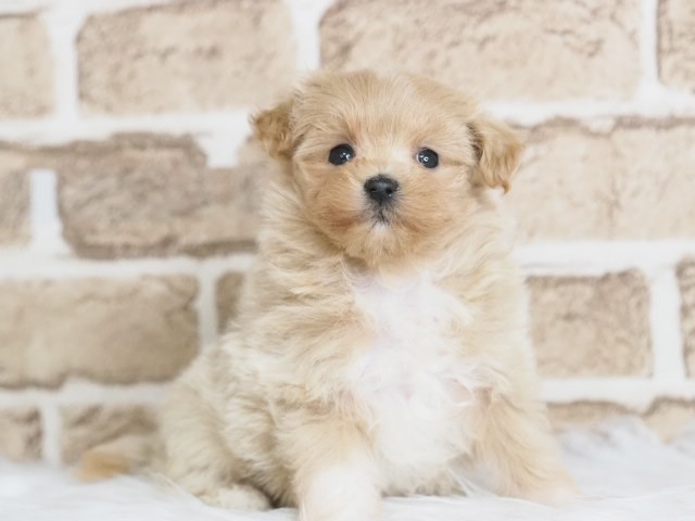 価格の安いマルプー♀（戸田店）入舎時 630gのミニミニちゃんです