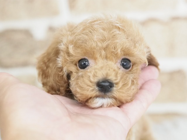 たまにオリジナルトイプードル産みます。 価格の安いトイプードル♂（戸田店）入舎時 630gのミニミニちゃんです