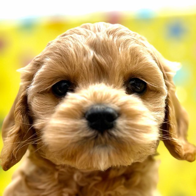 価格の安い【動画あり！】MIX（Tプードル×Aコッカー）♂ / ペット