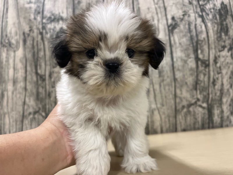 埼玉県のシーズー (かねだいアクアパーク店/2024年10月17日生まれ/男の子/ゴールドホワイト)の子犬