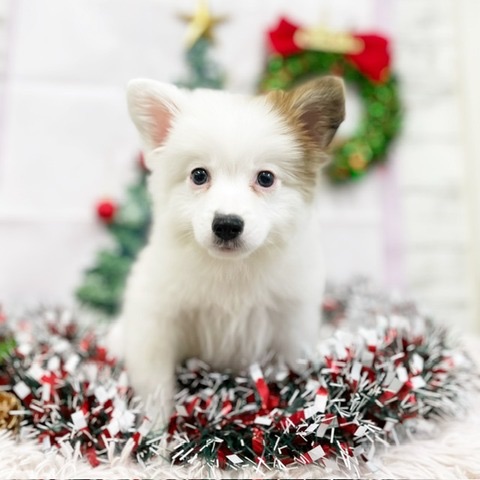 千葉県のハーフ犬・ミックス犬 (かねだい四街道店/2024年9月15日生まれ/男の子/その他色)の子犬