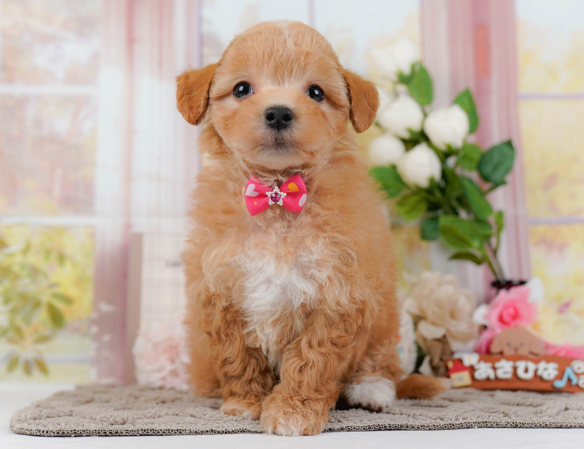 価格の安いマルプー(母トイプードル×父マルチーズ)♀ 好奇心旺盛でお