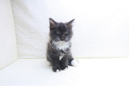 MIX(父：ノルウェージャンフォレストキャット×母：ラグドール)♀