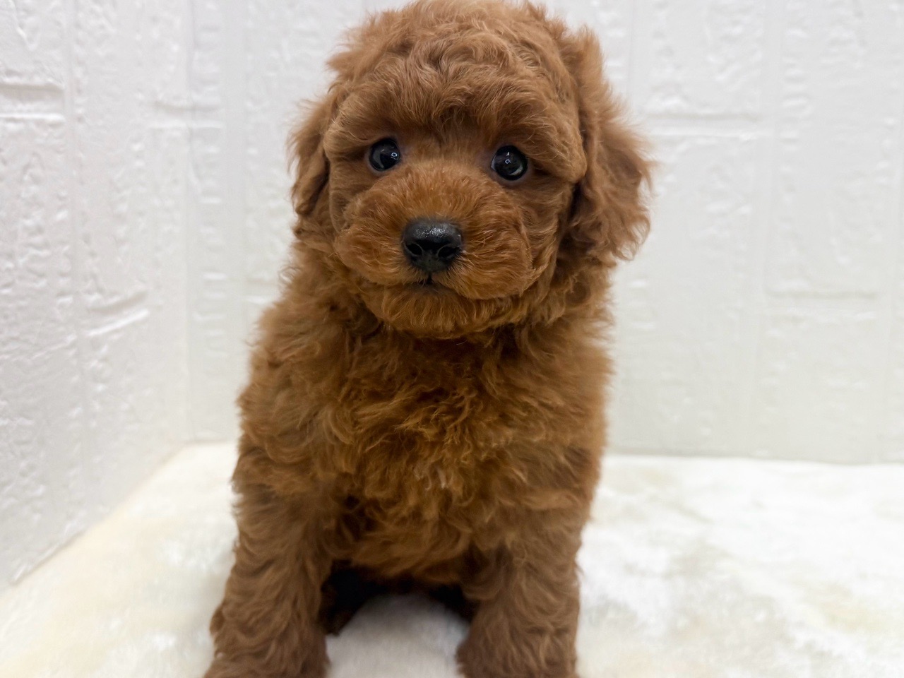 価格の安いマルプー♀（父:トイ・プードル×母:マルチーズ）トイプー似