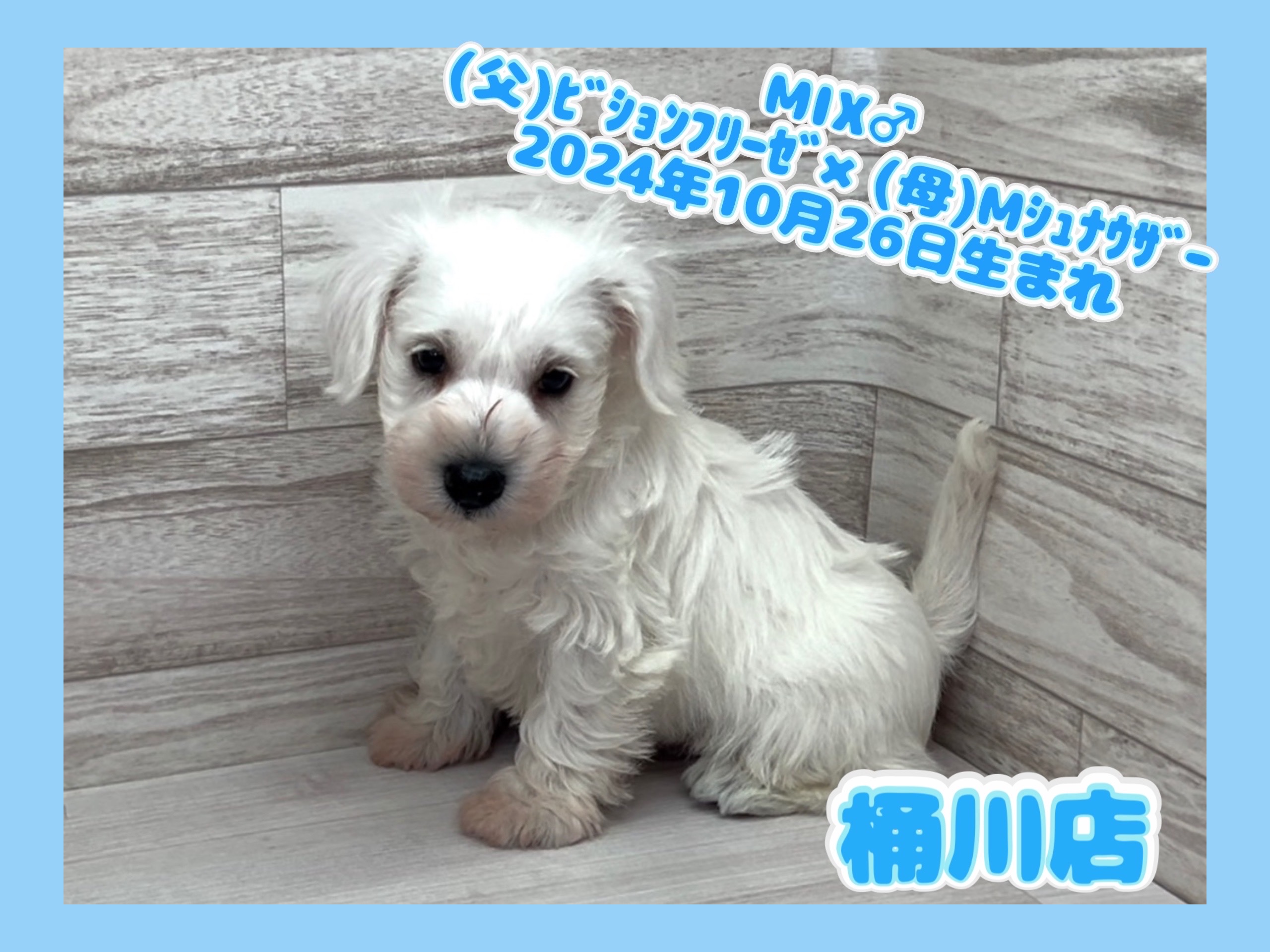 埼玉県のハーフ犬・ミックス犬 (かねだい桶川店/2024年10月26日生まれ/男の子/その他色)の子犬