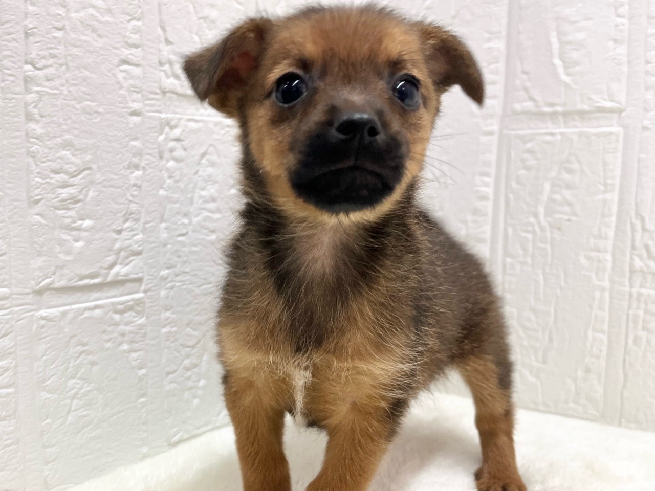 東京都のハーフ犬・ミックス犬 (かねだい青梅店/2024年10月19日生まれ/男の子/フォーン)の子犬