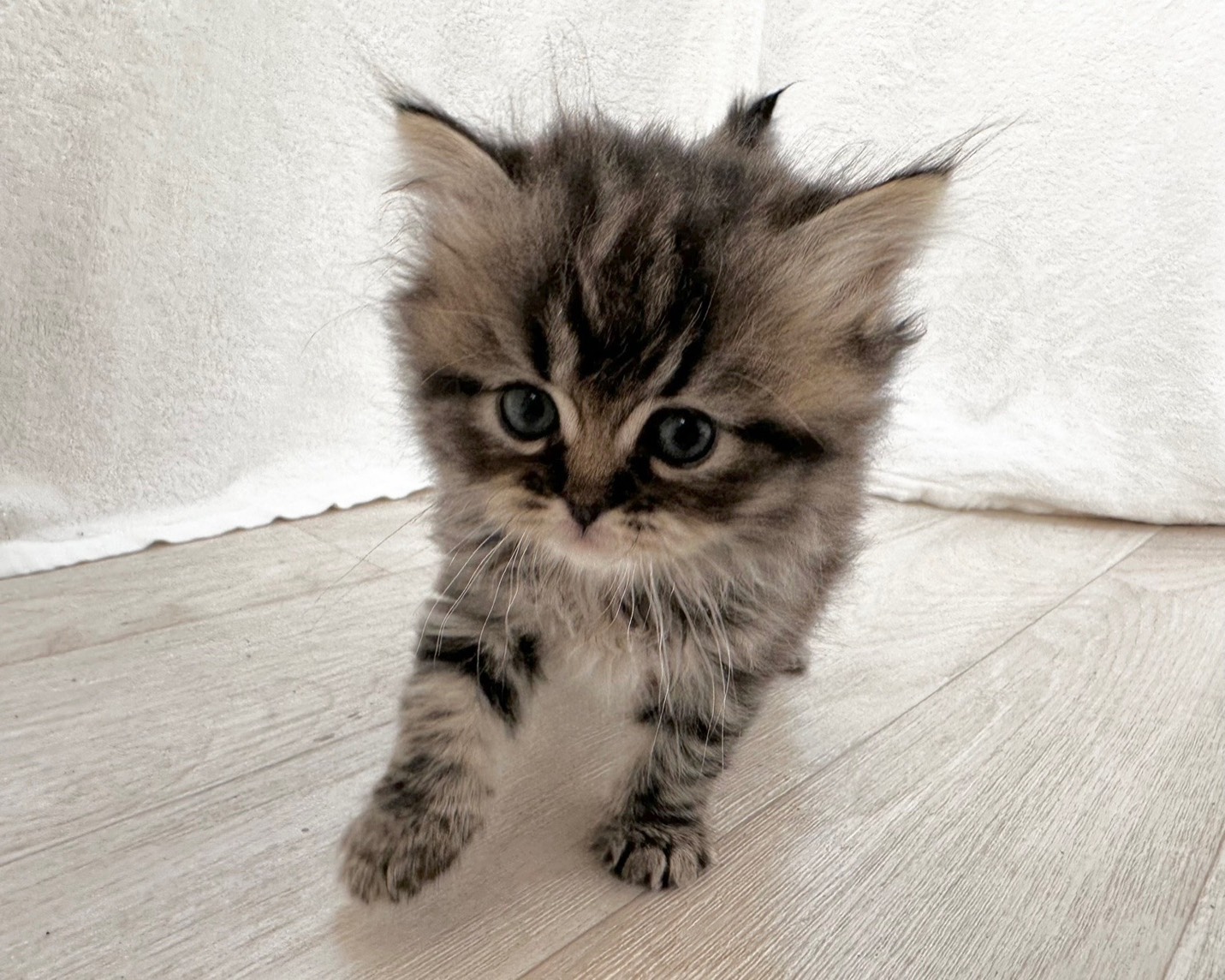 ねこ　オーダーページ　街ベル 価格の安い✿ペルシャ×ラグドール ブラウンタビー＆ホワイト / ペット