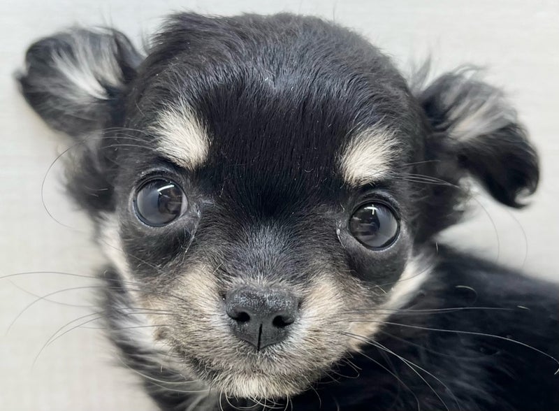 価格の安いロング・チワワ ♀ （八千代店）ブラックタン&ホワイト