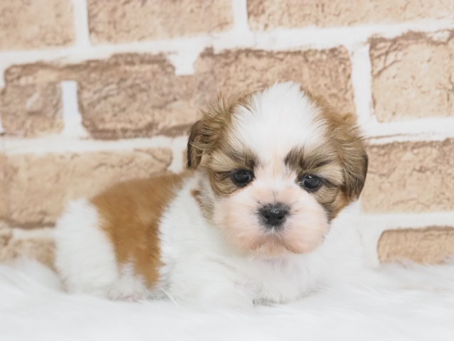 価格の安いシーズー♂（戸田店） / ペットショップ【かねだい】