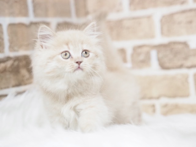 スコティッシュフォールド♀（戸田店）