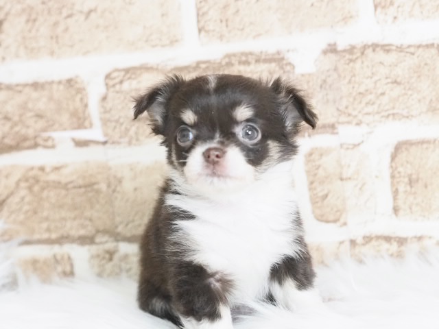 価格の安いチワワロング♀（戸田店）入舎時580 gのミニミニちゃんです