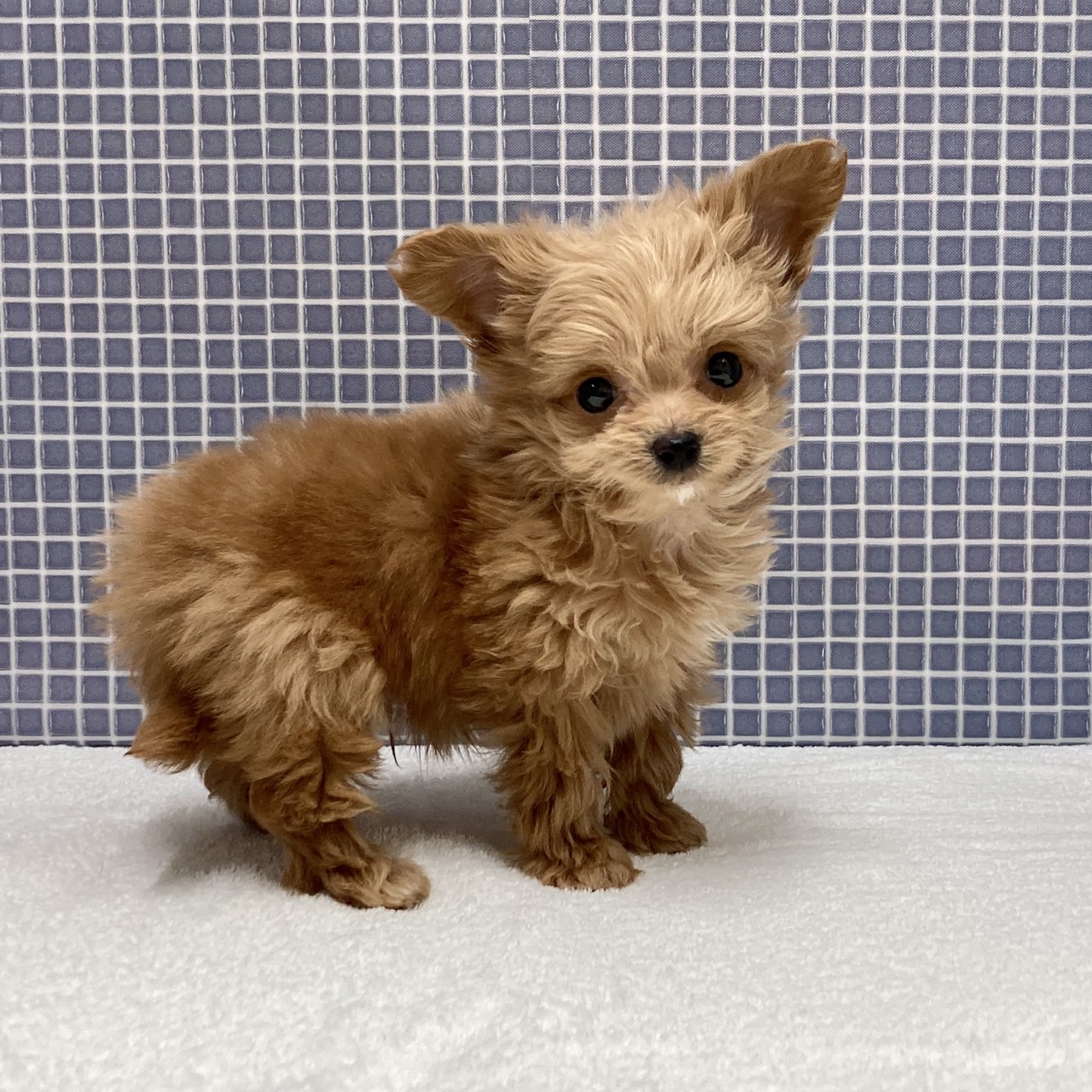 東京都のハーフ犬・ミックス犬 (かねだい足立店/2024年11月1日生まれ/男の子/ブラウン)の子犬