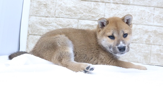 神奈川県の柴犬(標準サイズ) (かねだい伊勢原店/2024年10月31日生まれ/男の子/赤)の子犬