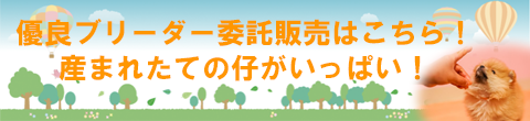 かわいい子犬 子猫を探す 株式会社かねだい